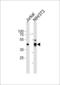 Proliferation-Associated 2G4 antibody, 61-549, ProSci, Western Blot image 