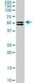 Tripartite Motif Containing 16 antibody, H00010626-D01P, Novus Biologicals, Western Blot image 