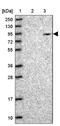 Myosin XVI antibody, NBP1-93617, Novus Biologicals, Western Blot image 