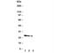 Growth Hormone 1 antibody, R30109, NSJ Bioreagents, Western Blot image 