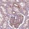 Outer Dense Fiber Of Sperm Tails 3 Like 2 antibody, NBP2-38113, Novus Biologicals, Immunohistochemistry frozen image 