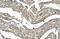 Asporin antibody, ARP42487_T100, Aviva Systems Biology, Immunohistochemistry frozen image 