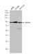 CD3e Molecule Associated Protein antibody, NBP2-19676, Novus Biologicals, Western Blot image 