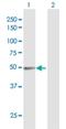 Glyoxylate Reductase 1 Homolog antibody, H00084656-B01P, Novus Biologicals, Western Blot image 