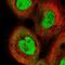 Interferon Regulatory Factor 2 antibody, HPA057327, Atlas Antibodies, Immunofluorescence image 