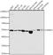 Serine Hydroxymethyltransferase 1 antibody, LS-C747588, Lifespan Biosciences, Western Blot image 