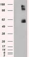 Lipase G, Endothelial Type antibody, LS-C115100, Lifespan Biosciences, Western Blot image 