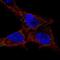 G Protein-Coupled Receptor 137C antibody, NBP2-58722, Novus Biologicals, Immunofluorescence image 