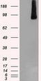 B-Raf Proto-Oncogene, Serine/Threonine Kinase antibody, LS-C114547, Lifespan Biosciences, Western Blot image 