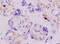 Perilipin-2 antibody, 251533, Abbiotec, Immunohistochemistry paraffin image 