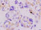 Perilipin 2 antibody, 251533, Abbiotec, Immunohistochemistry paraffin image 