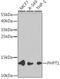Phosphohistidine Phosphatase 1 antibody, GTX54556, GeneTex, Western Blot image 