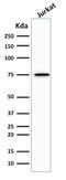 Moesin antibody, GTX34848, GeneTex, Western Blot image 