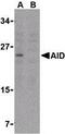 Activation Induced Cytidine Deaminase antibody, LS-B16, Lifespan Biosciences, Western Blot image 