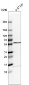 Target Of Myb1 Membrane Trafficking Protein antibody, HPA000818, Atlas Antibodies, Western Blot image 