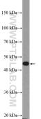 ARP4 antibody, 18374-1-AP, Proteintech Group, Western Blot image 