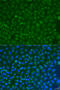 Component Of Oligomeric Golgi Complex 4 antibody, 23-187, ProSci, Immunofluorescence image 