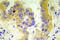 TSC Complex Subunit 2 antibody, AP21007PU-N, Origene, Immunohistochemistry frozen image 