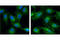 Cell Division Cycle 37 antibody, 4793T, Cell Signaling Technology, Immunocytochemistry image 