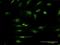 Integrin cytoplasmic domain-associated protein 1 antibody, H00009270-M09, Novus Biologicals, Immunofluorescence image 