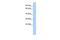 LY6/PLAUR Domain Containing 4 antibody, GTX44831, GeneTex, Western Blot image 