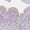 Tektin 1 antibody, PA5-64013, Invitrogen Antibodies, Immunohistochemistry paraffin image 