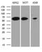 Hyaluronan Binding Protein 2 antibody, LS-C791995, Lifespan Biosciences, Western Blot image 