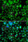 Methyltransferase Like 7B antibody, A7200, ABclonal Technology, Immunofluorescence image 