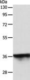 Spermatogenesis Associated 2 Like antibody, PA5-50272, Invitrogen Antibodies, Western Blot image 