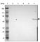 Ephrin A2 antibody, HPA001755, Atlas Antibodies, Western Blot image 