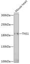Tensin 1 antibody, 16-981, ProSci, Western Blot image 