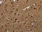 AN32E antibody, CSB-PA178639, Cusabio, Immunohistochemistry paraffin image 