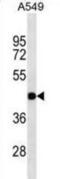 Gap Junction Protein Gamma 2 antibody, abx025370, Abbexa, Western Blot image 