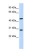 Pygopus Family PHD Finger 2 antibody, orb325665, Biorbyt, Western Blot image 