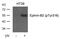 Ephrin B2 antibody, 79-465, ProSci, Western Blot image 