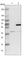 WD Repeat Domain 92 antibody, HPA035335, Atlas Antibodies, Western Blot image 