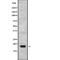 Protein tyrosine phosphatase type IVA 2 antibody, abx218056, Abbexa, Western Blot image 