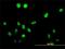 Testis-specific serine/threonine-protein kinase 1 antibody, H00083942-M02, Novus Biologicals, Immunocytochemistry image 