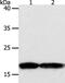 Programmed Cell Death 6 antibody, PA5-50249, Invitrogen Antibodies, Western Blot image 