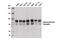 Nuclear Receptor Subfamily 3 Group C Member 1 antibody, 47411S, Cell Signaling Technology, Western Blot image 