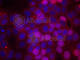 Estrogen Receptor 1 antibody, AP0347, ABclonal Technology, Immunofluorescence image 