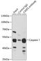 Caspase 1 antibody, 13-340, ProSci, Immunoprecipitation image 