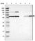 Protein Phosphatase, Mg2+/Mn2+ Dependent 1B antibody, HPA016745, Atlas Antibodies, Western Blot image 