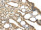 Isthmin 2 antibody, CSB-PA917179, Cusabio, Immunohistochemistry paraffin image 