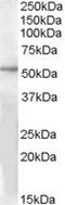 G Protein-Coupled Receptor 142 antibody, LS-C87263, Lifespan Biosciences, Western Blot image 