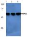 Histone Deacetylase 1 antibody, AP06155PU-N, Origene, Western Blot image 