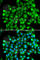 SUFU Negative Regulator Of Hedgehog Signaling antibody, A6757, ABclonal Technology, Immunofluorescence image 
