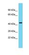 Tuftelin 1 antibody, orb326625, Biorbyt, Western Blot image 