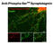 Synapsin I antibody, GTX82590, GeneTex, Immunofluorescence image 