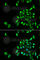 Casein kinase I isoform alpha-like antibody, A6490, ABclonal Technology, Immunofluorescence image 